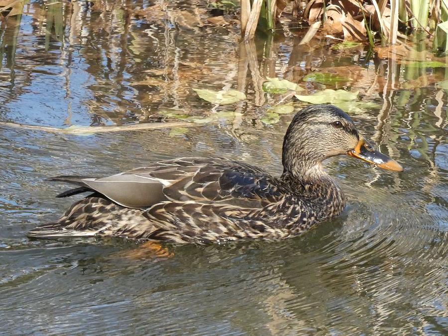 Female Mallard Photograph by Sharon Gucker - Fine Art America