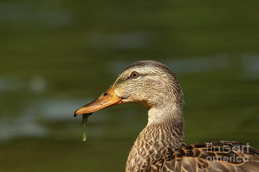 Female Mallard With Seaweed in Mouth Photograph by Nikki Vig