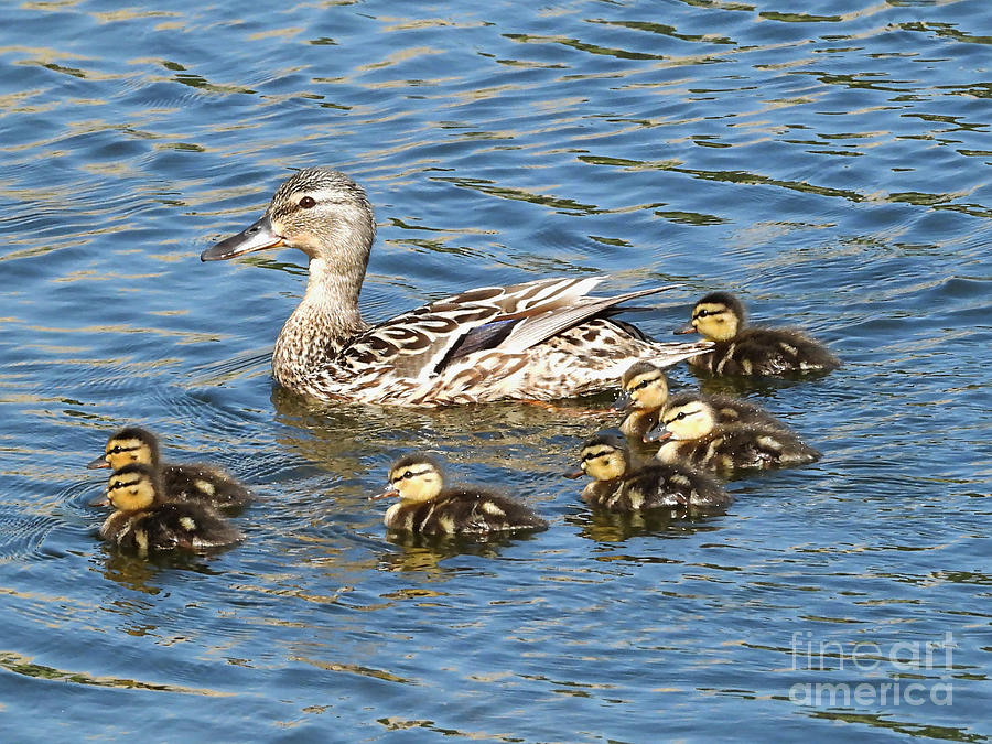 Female Mallard With Seven Ducklings Photograph by Sheila Lee