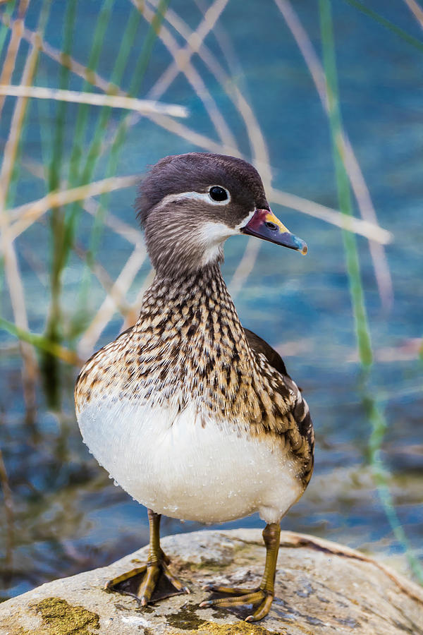 Female Mandarin Duck On Rock 20230108954 Photograph by TomiRovira