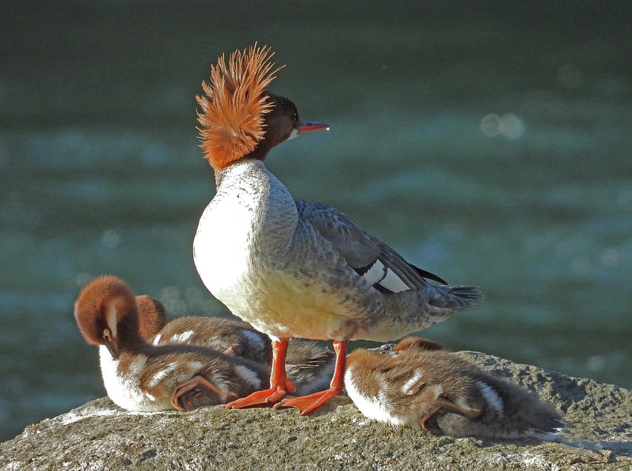 Female Merganser Duck and Ducklings Photograph by Lindy Pollard