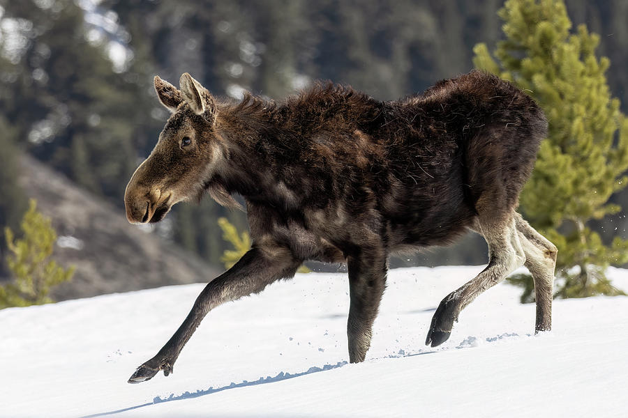 Female Moose Crossing Snow Photograph by Belinda Greb