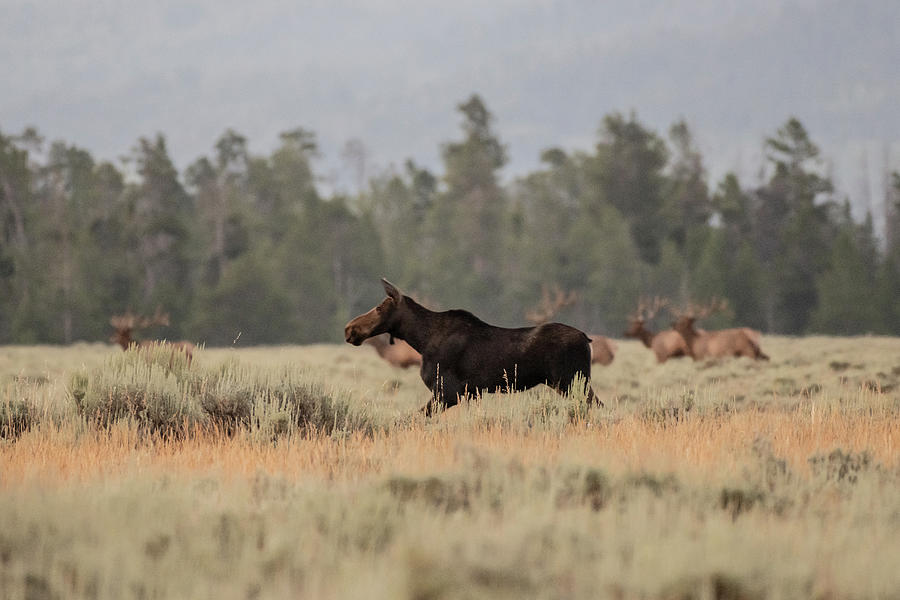 Female Moose Runs Across Open Meadow Photograph by Kelly VanDellen