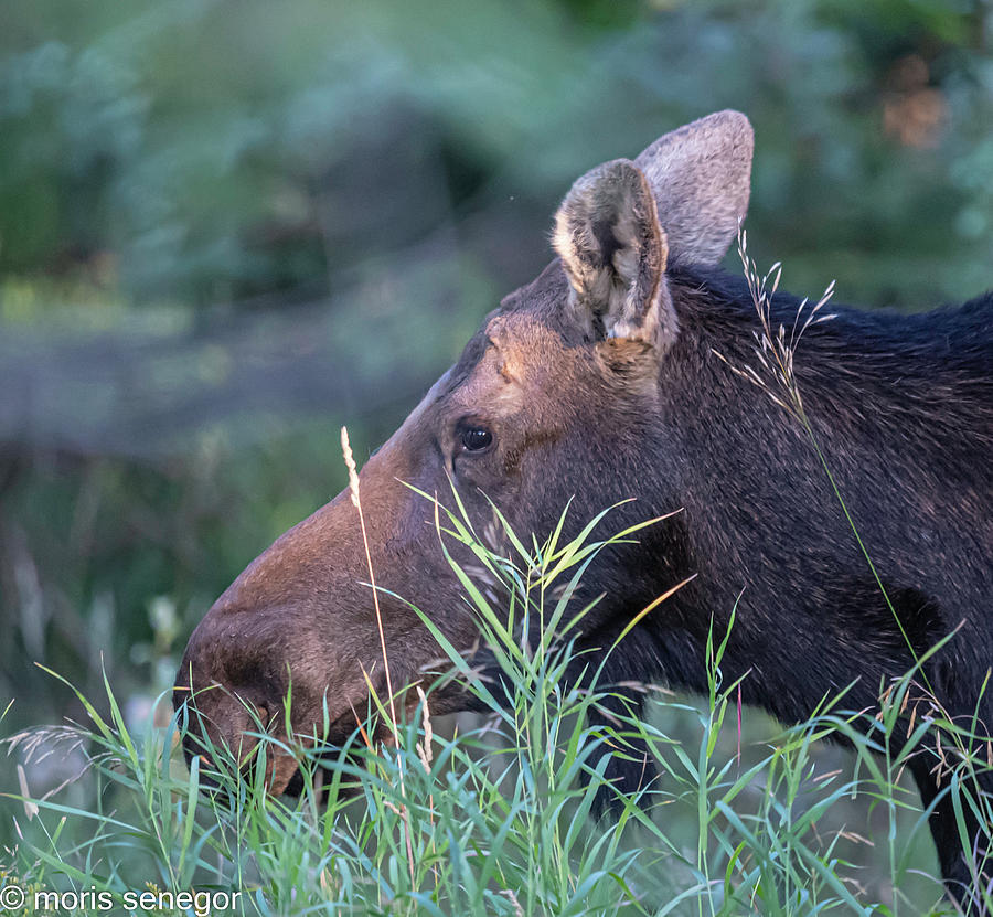 Female moose, Wilson, WY Photograph by Moris Senegor