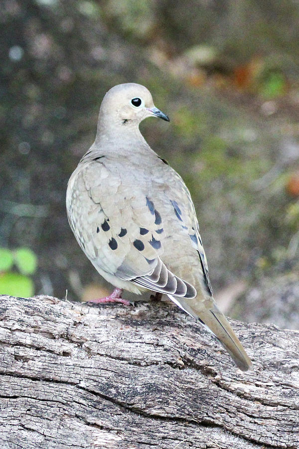 Female Mourning Dove Photograph by Heather Earl - Fine Art America