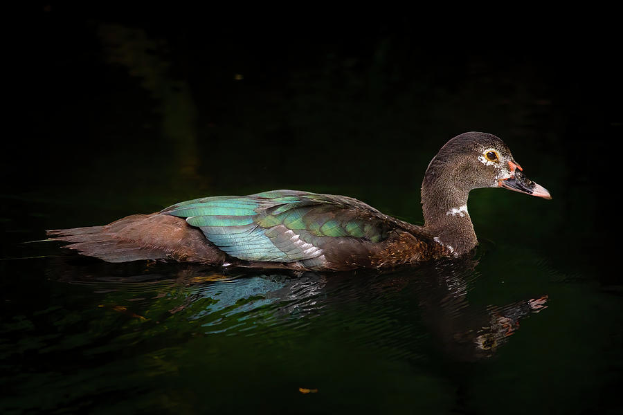 Female Muscovy Duck Photograph by Mark Andrew Thomas