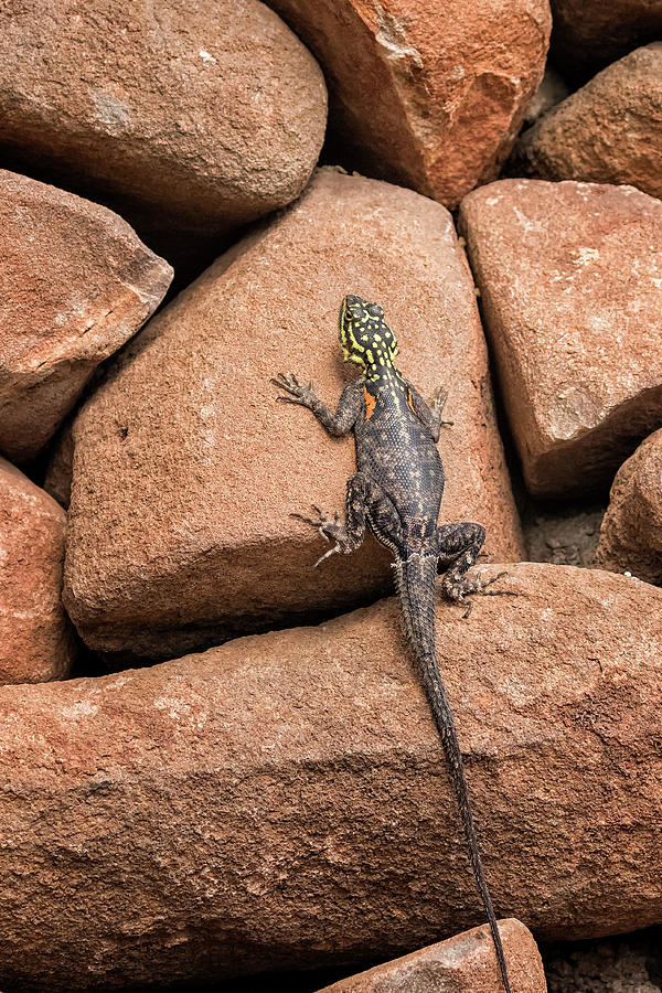Female Namib Rock Agama Lizard Photograph by Belinda Greb