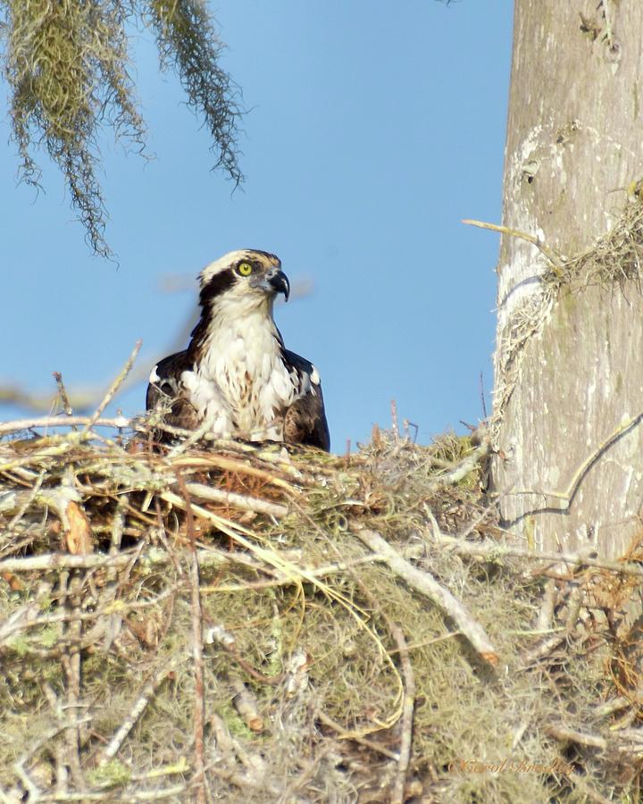 Female Nesting Osprey Photograph by Carol Bradley
