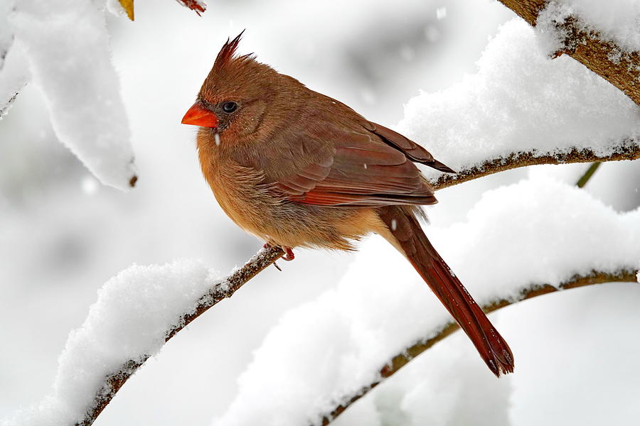 Female Northern Cardinal and Fresh Fluffy Snow Photograph by Lyuba Filatova
