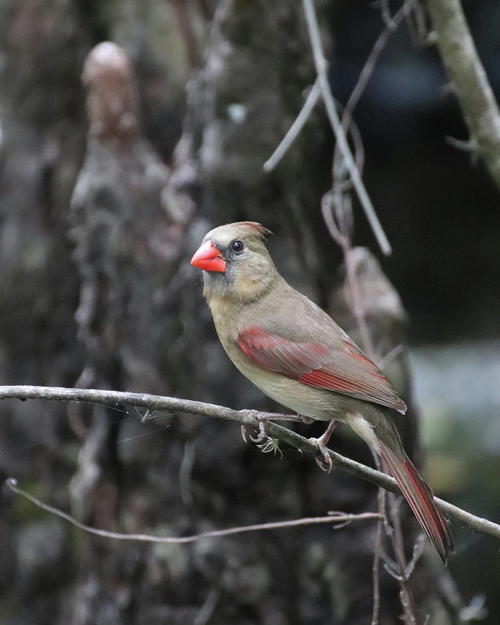 Female Northern Cardinal Photograph by David T Wilkinson