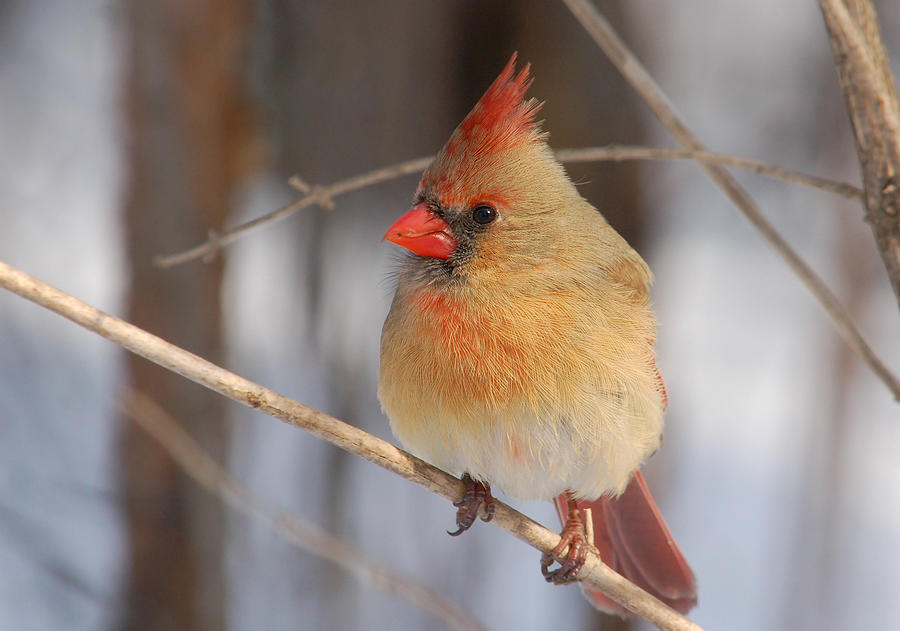 Female Northern Cardinal Photograph by Gerald DeBoer