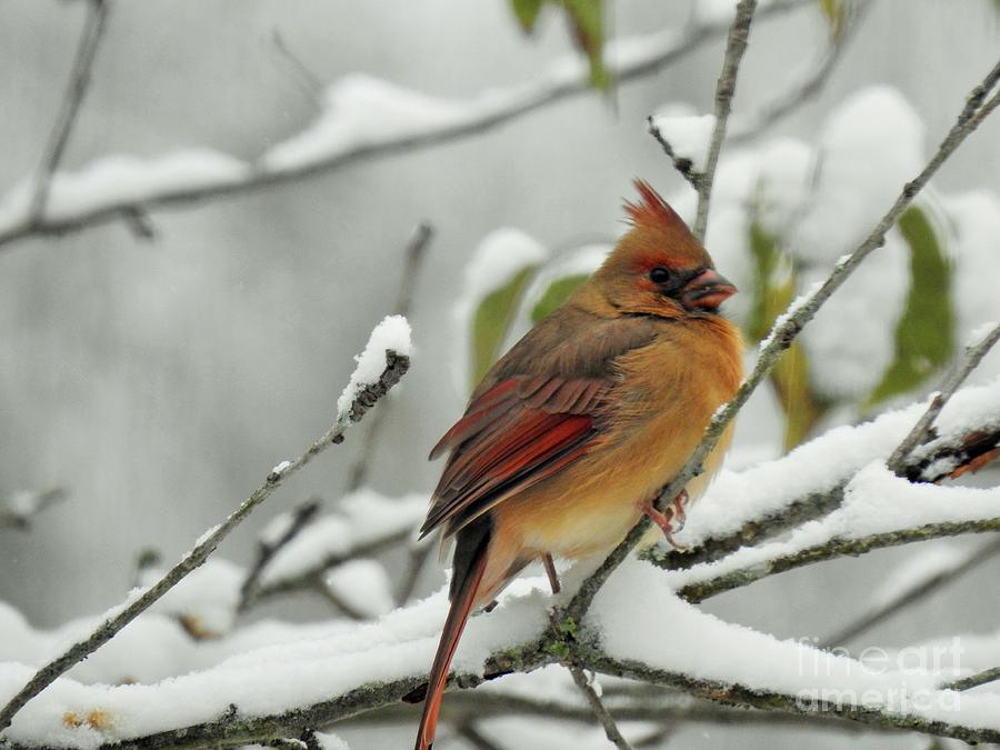 Female Northern Cardinal In Snowy Scene Photograph