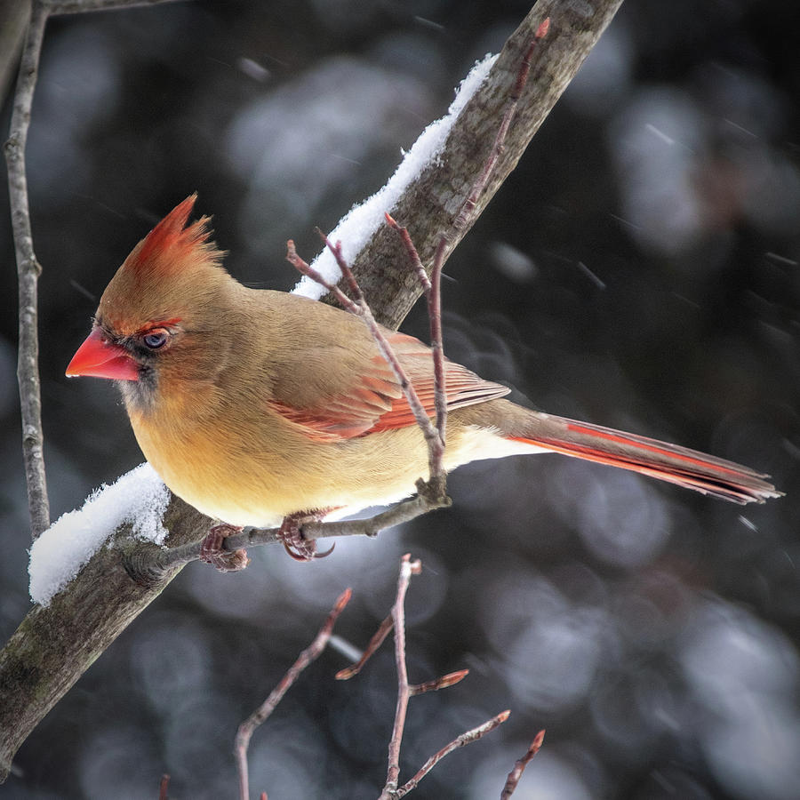 Female Northern Cardinal in Winter Photograph by Ira Marcus