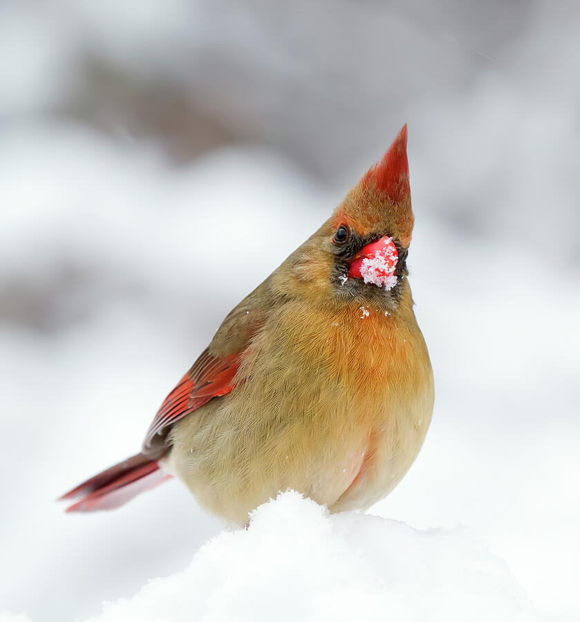 Cardinal Photograph - Female Northern Cardinal by Mango Art