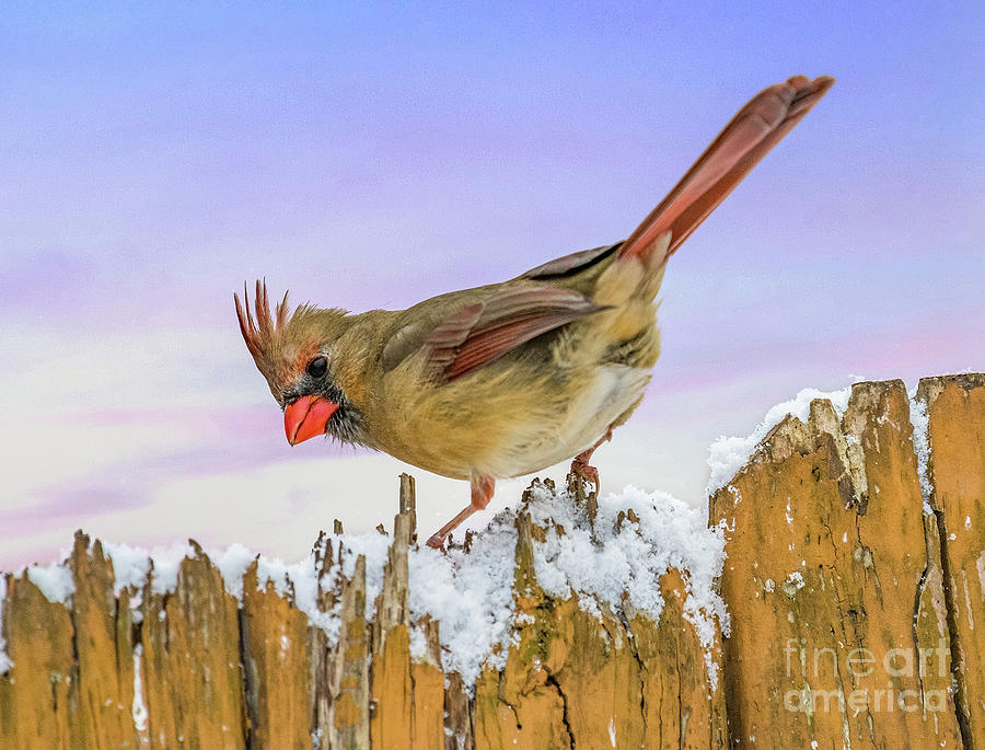 Female Northern Cardinal on the Fence Photograph by Sandra Rust