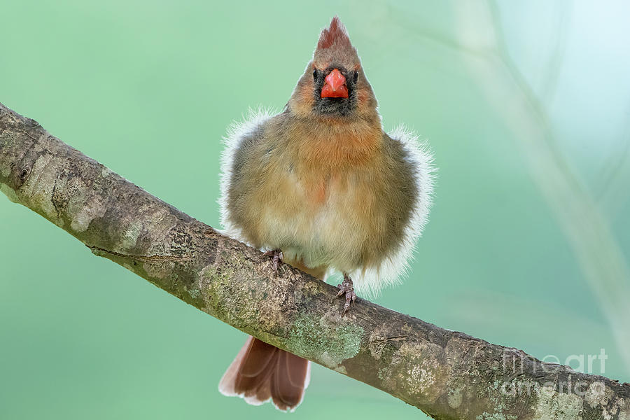 Female Northern Cardinal With Strong Backlighting Accentuating Her Feathery Finery Photograph by Bonnie Barry