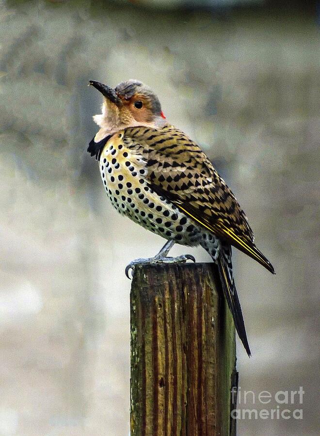 Female Northern Flicker Pays A Visit Photograph