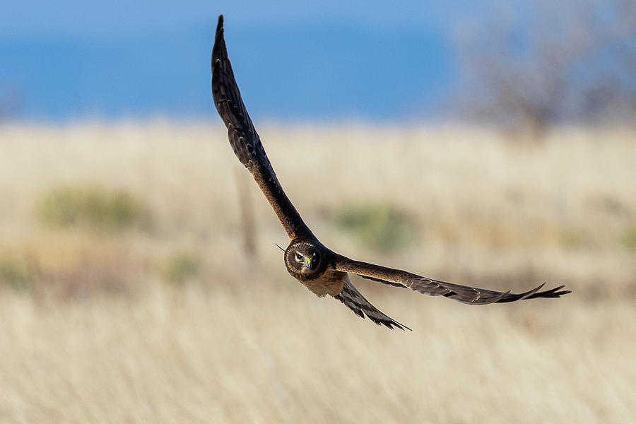 Female Northern Harrier on Patrol Photograph by Tony Hake