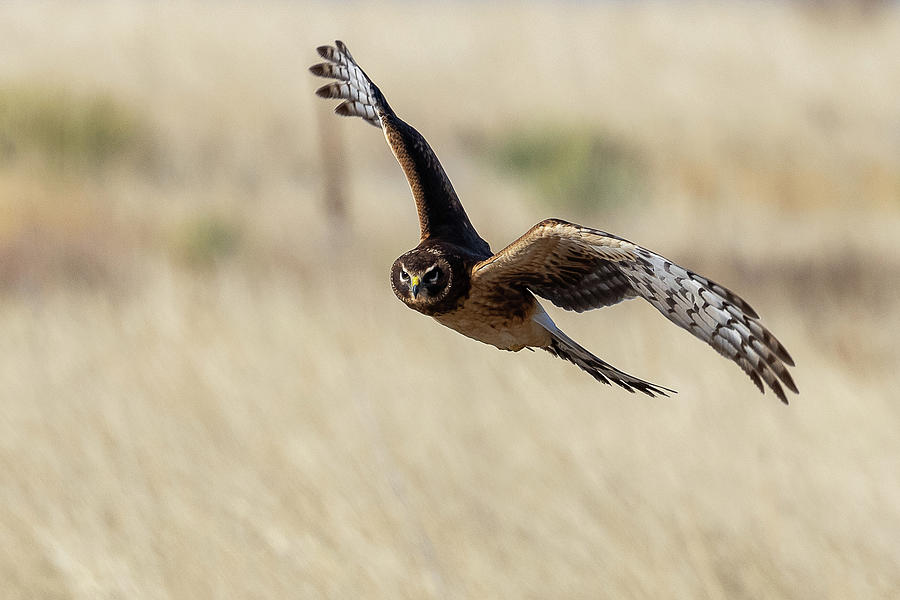 Female Northern Harrier on the Hunt Photograph by Tony Hake