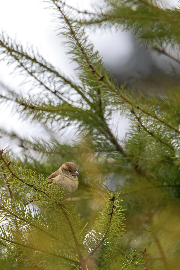 Female Of Small Beautiful Bird House Sparrow Photograph by Artush Foto ...