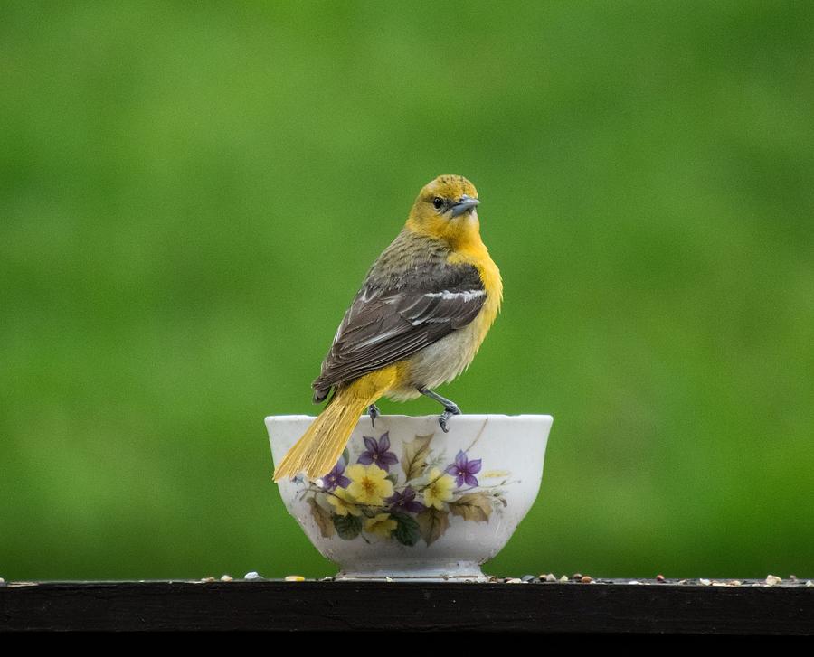 Female Oriole Photograph - Female Oriole On Cup by Terri Waselchuk