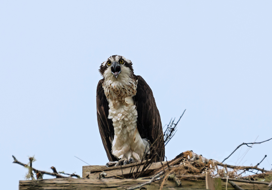 Female Osprey Complaining Photograph by Loree Johnson