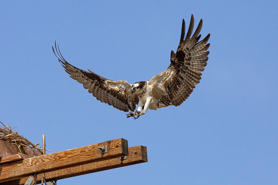 Female Osprey Prepares For Landing Photograph
