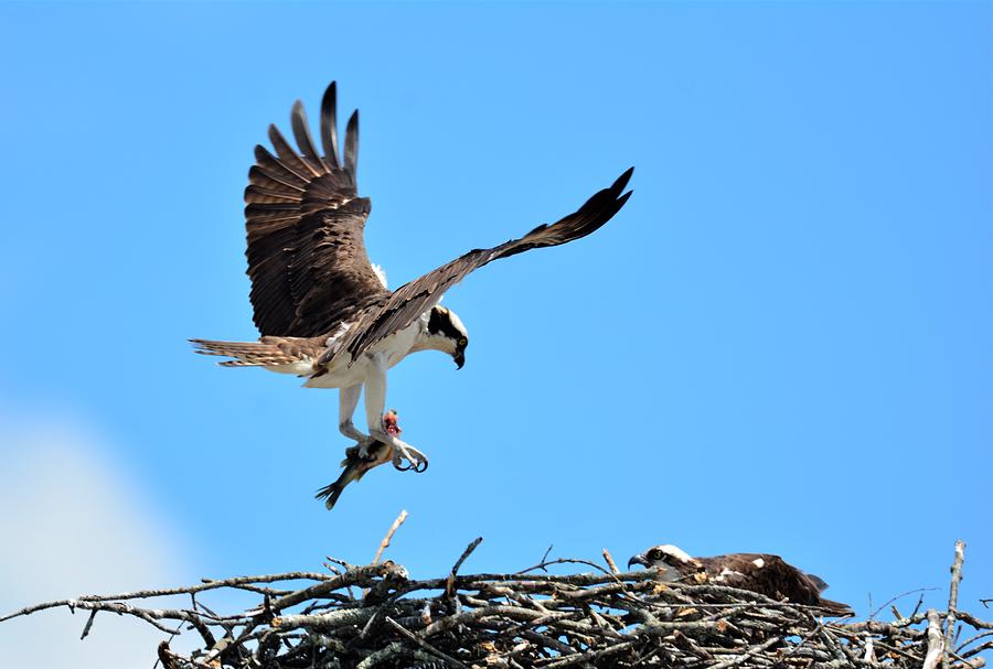 Female Osprey With A Fish Photograph by Jo-Ann Matthews | Fine Art America