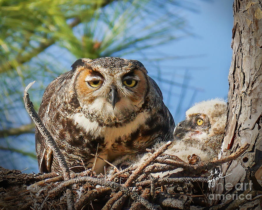 Female Owl Staring With Owlet Photograph by TK Goforth