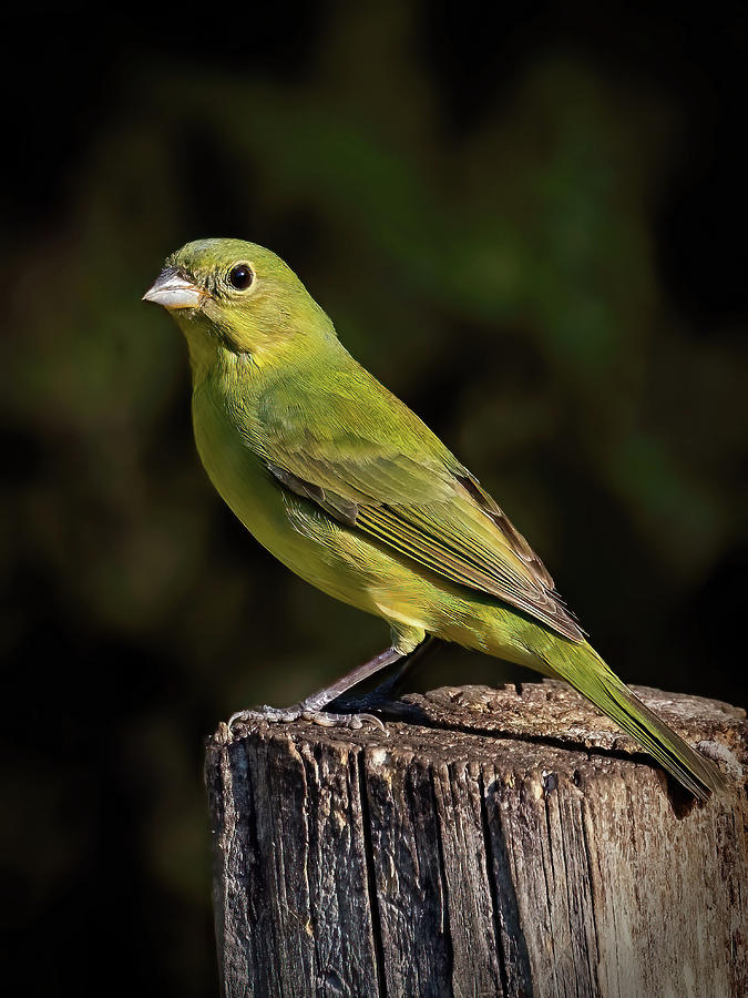 Female Painted Bunting Photograph By Gina Fitzhugh Fine Art America   Female Painted Bunting Gina Fitzhugh 