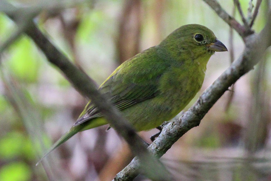 Female Painted Bunting Photograph by Heather Earl - Fine Art America