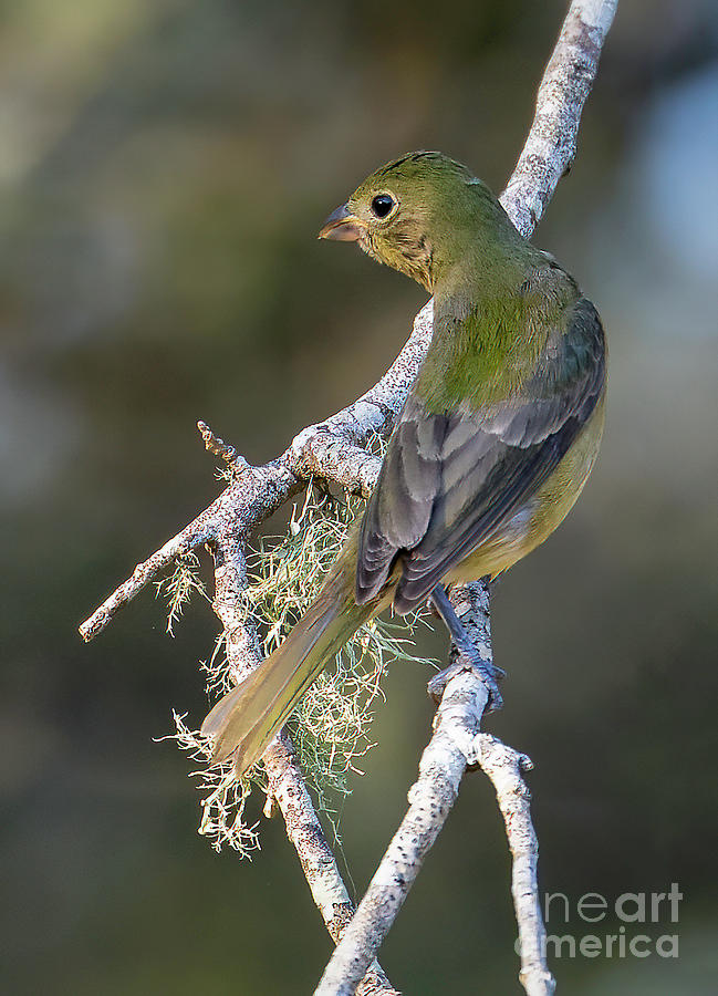 Female Painted Bunting Photograph by Michelle Tinger