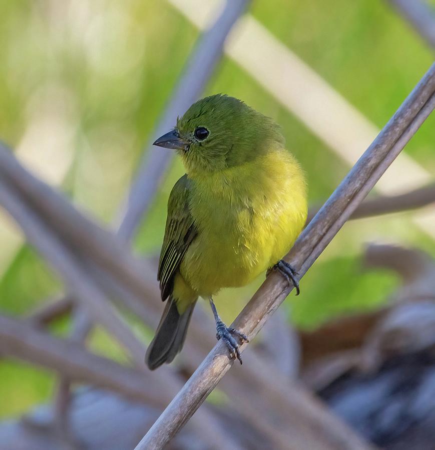 Female Painted Bunting Photograph by Rebecca Herranen