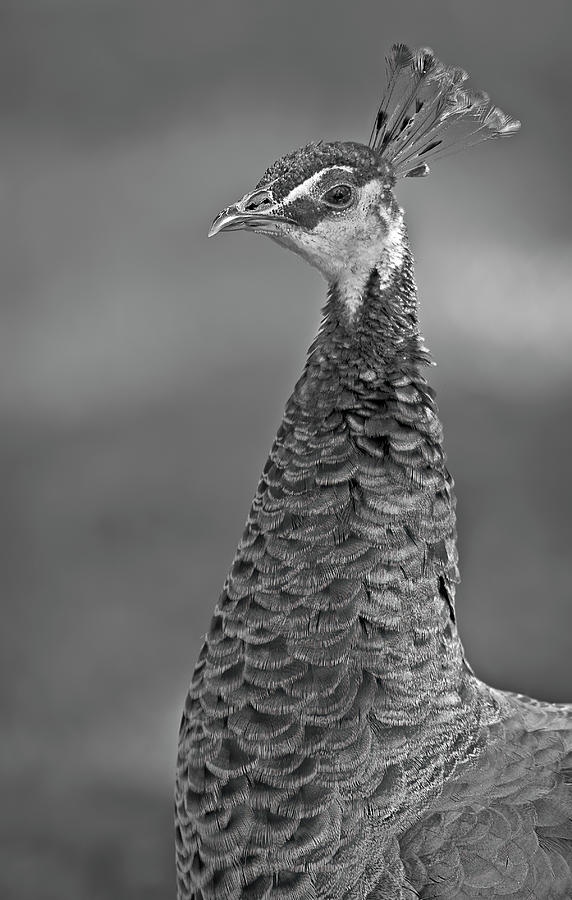 Female Peacock BW Photograph by Susan Candelario