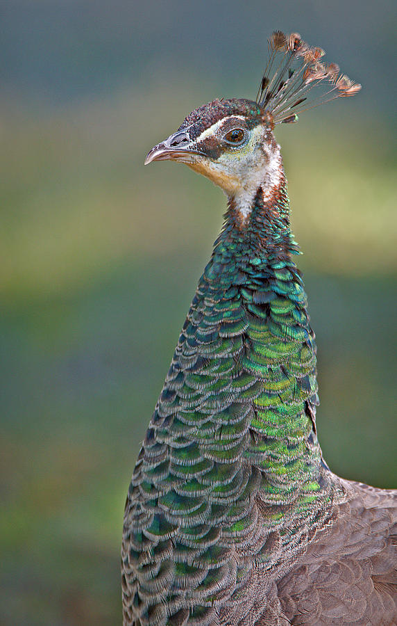Female Peacock Photograph by Susan Candelario