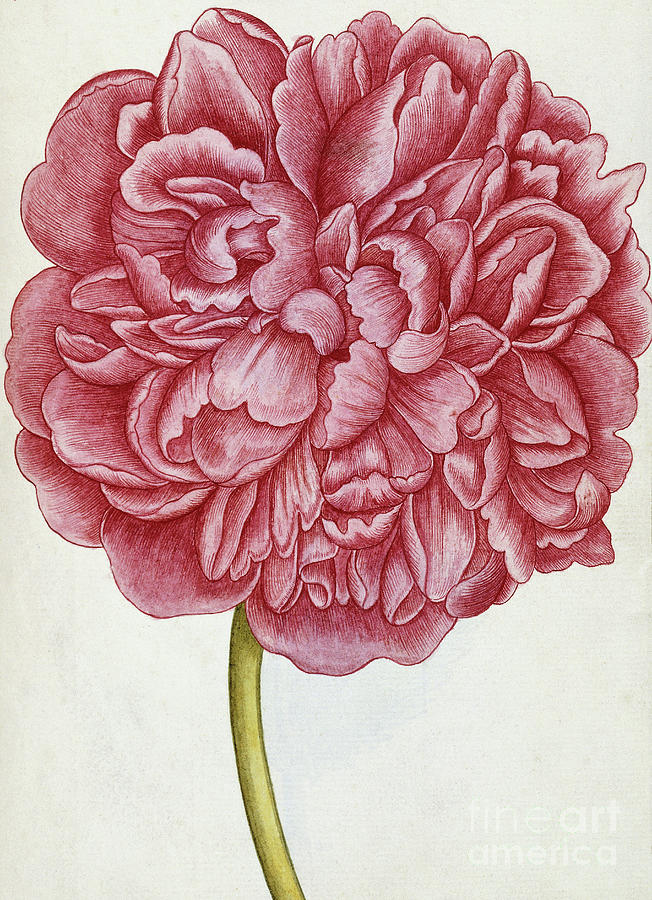 Female Peony, Vintage Botanical Print Painting by French School