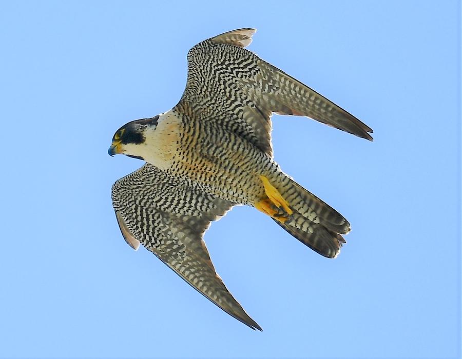 Female Peregrine Falcon Photograph by Jo-Ann Matthews - Fine Art America