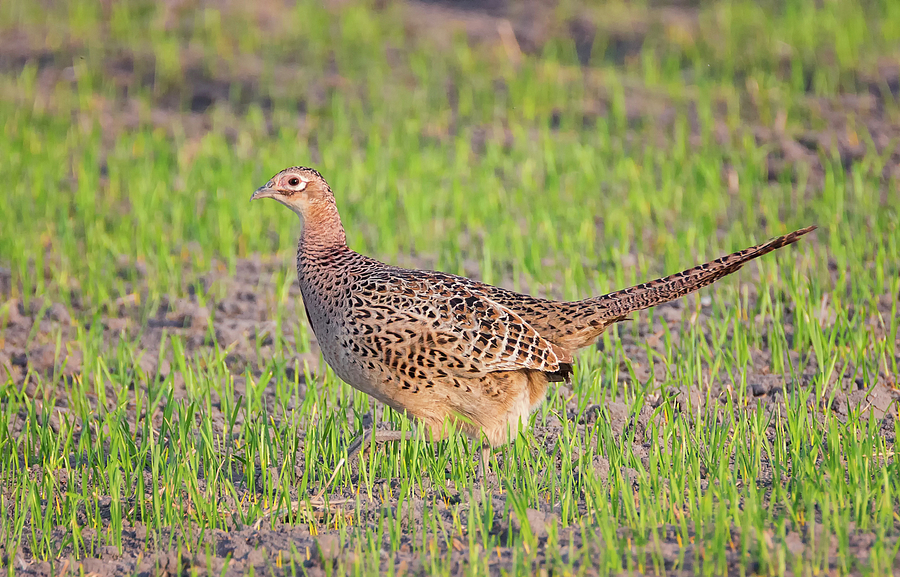Female Pheasant Photograph by Loree Johnson