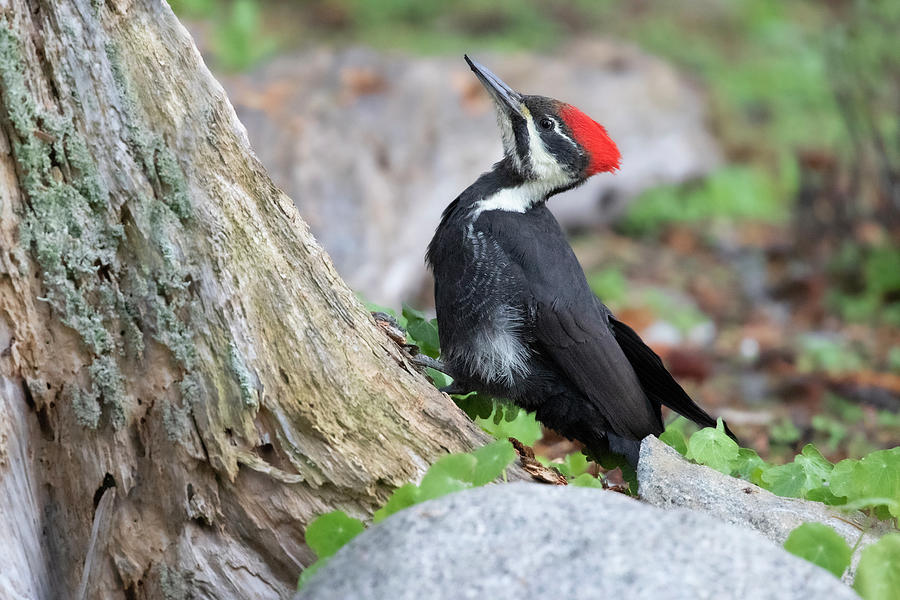 Female Pileated Woodpecker Photograph by Celine Pollard