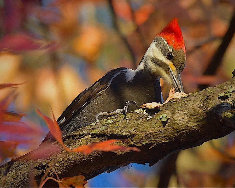 Female Pileated Woodpecker Photograph By Dale Vanderheyden 