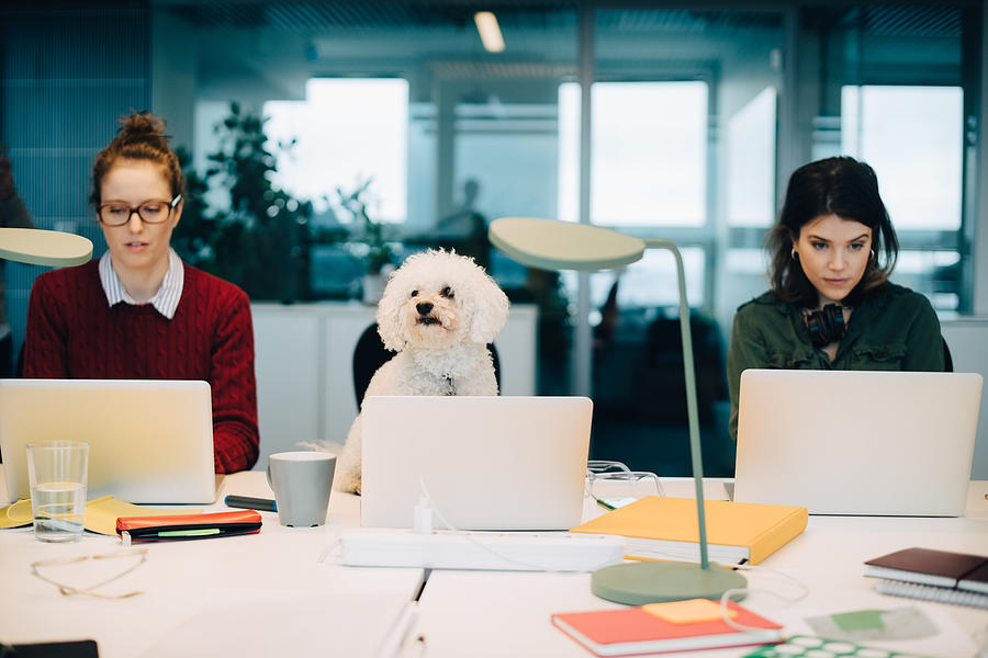 Female professionals using laptops while sitting with dog at desk in creative office Photograph by Maskot