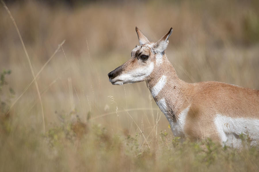 Female Pronghorn Photograph by Constance Puttkemery