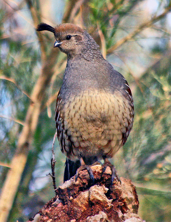 Female Quail Photograph by Sue Mayor - Fine Art America