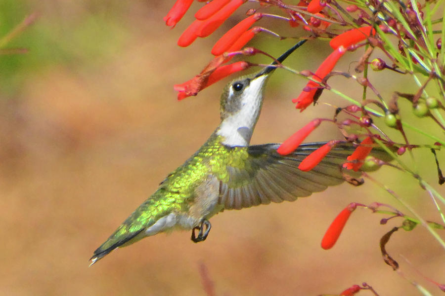 Female Ruby-throated Hummingbird #1 Photograph by Jerry Griffin