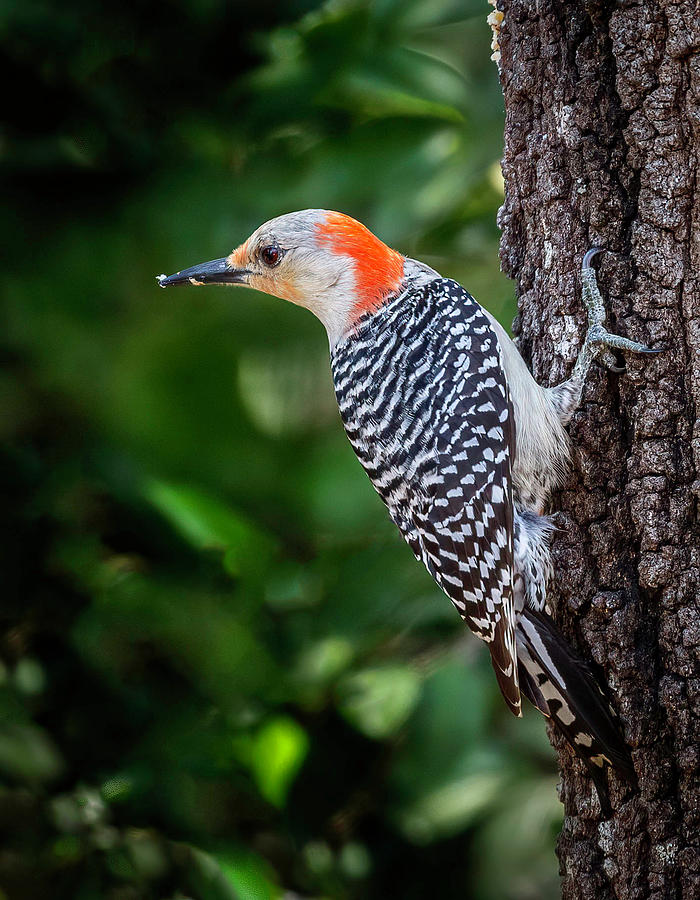 Female Red Bellied Woodpecker 0423 Photograph By Tony Fruciano Fine   Female Red Bellied Woodpecker 0423 Tony Fruciano 