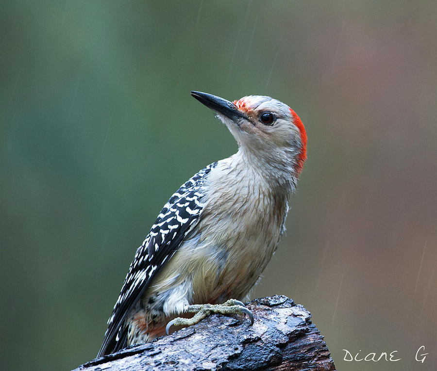 Female Red-bellied woodpecker caught in the rain Photograph by Diane Giurco