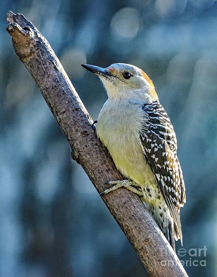 Female Red-bellied Woodpecker In The Blue Light Photograph