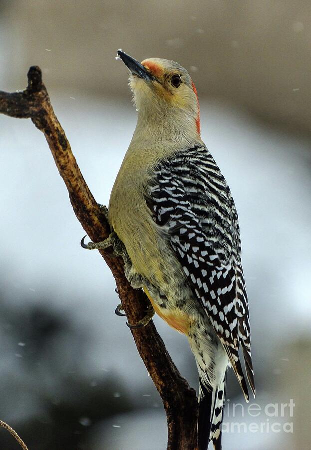 Female Red-bellied Woodpecker Is A Welcome Sight Photograph