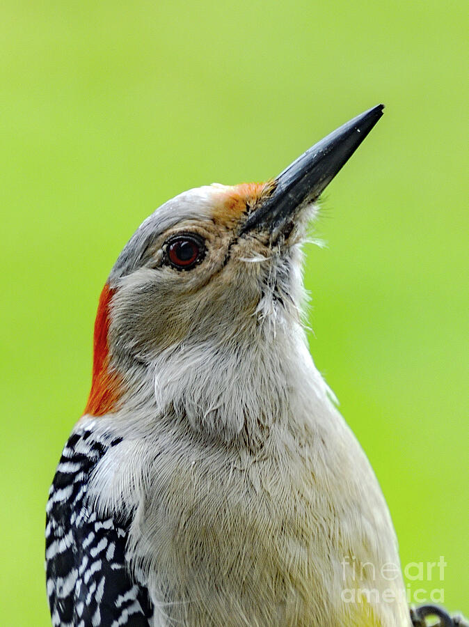 Female Red-bellied Woodpecker Portrait Photograph