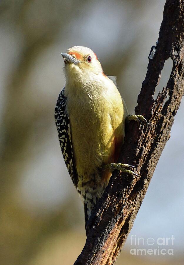 Female Red Bellied Woodpecker Showing Off Her Redbelly Photograph By   Female Red Bellied Woodpecker Showing Off Her Redbelly Cindy Treger 